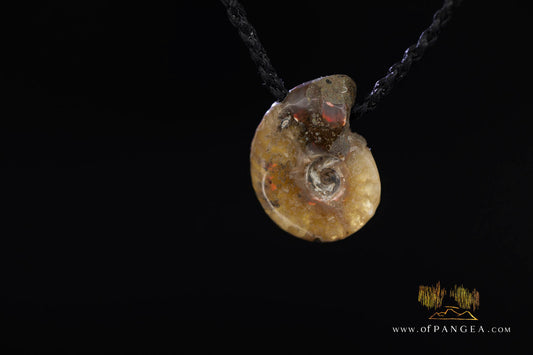 Fossilized Golden Agate Per-mineralized Full Ammonite Necklace - black plaited cord || JF1830