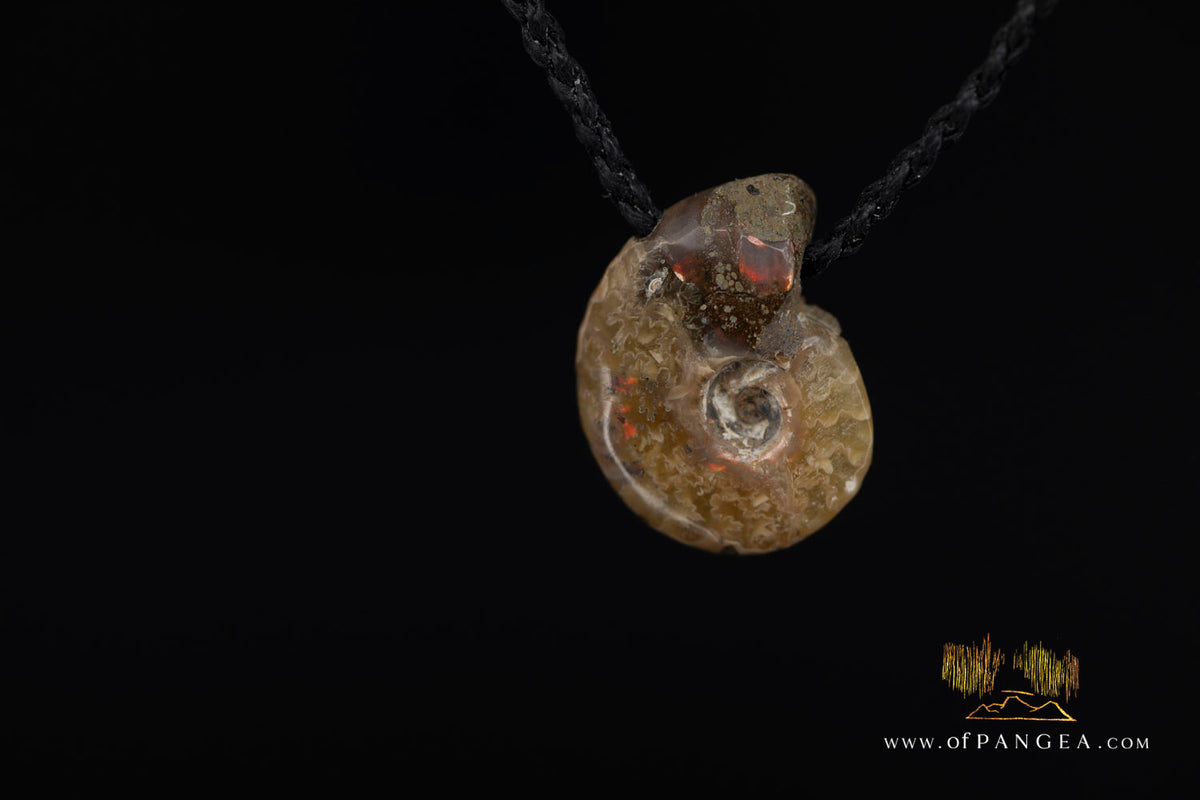 Fossilized Golden Agate Per-mineralized Full Ammonite Necklace - black plaited cord || JF1830