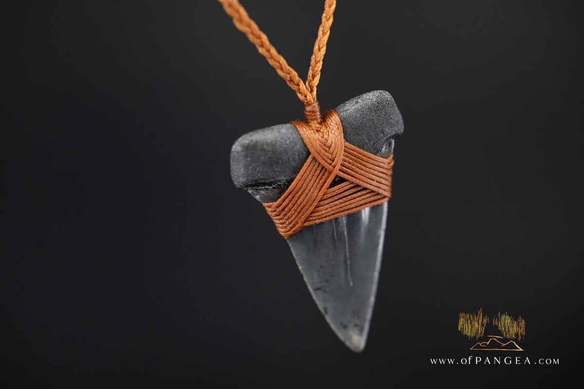 Fossilized Mako Shark Tooth Necklace || JF1831