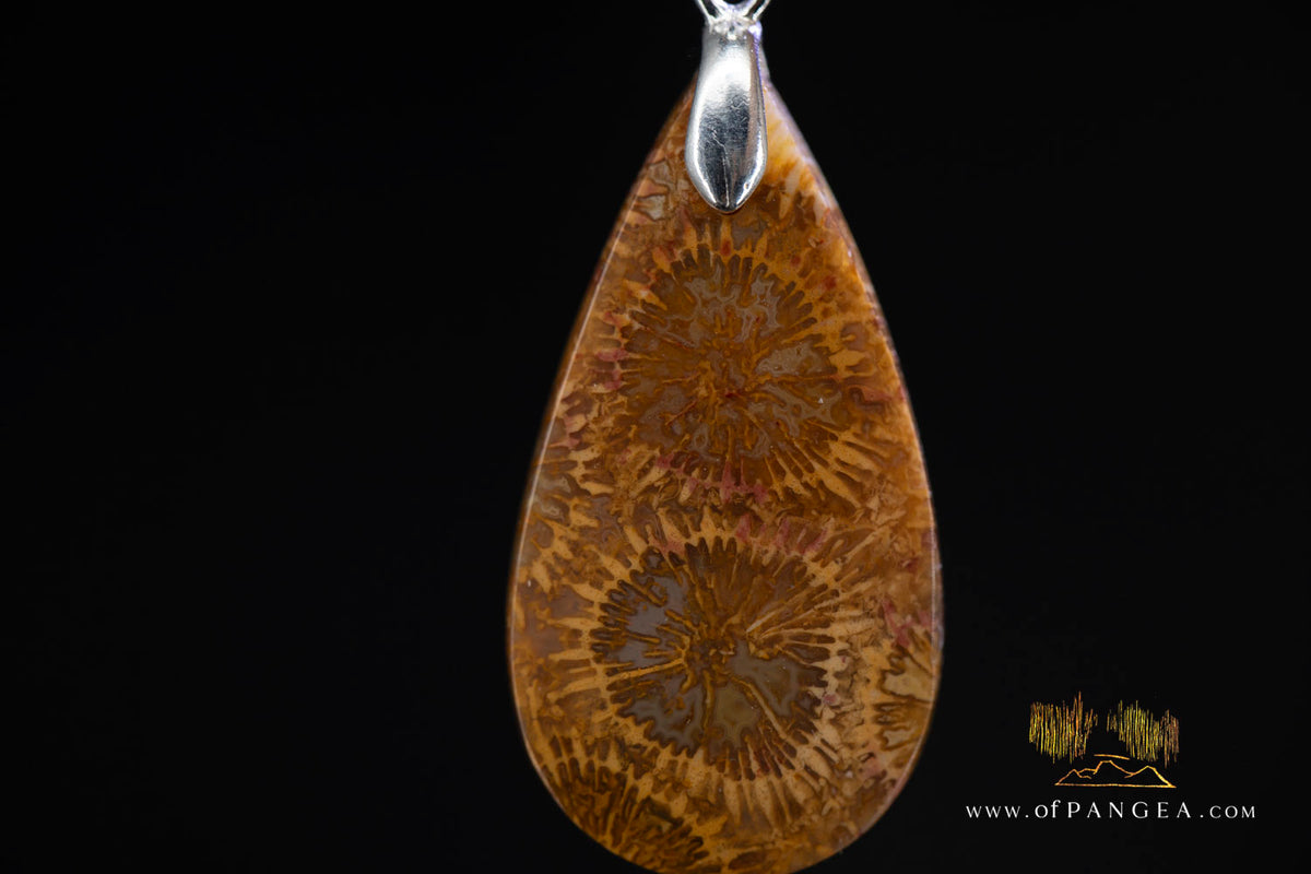 Fossil Coral Teardrop Agatized - Necklace - Sterling Silver || JF1859
