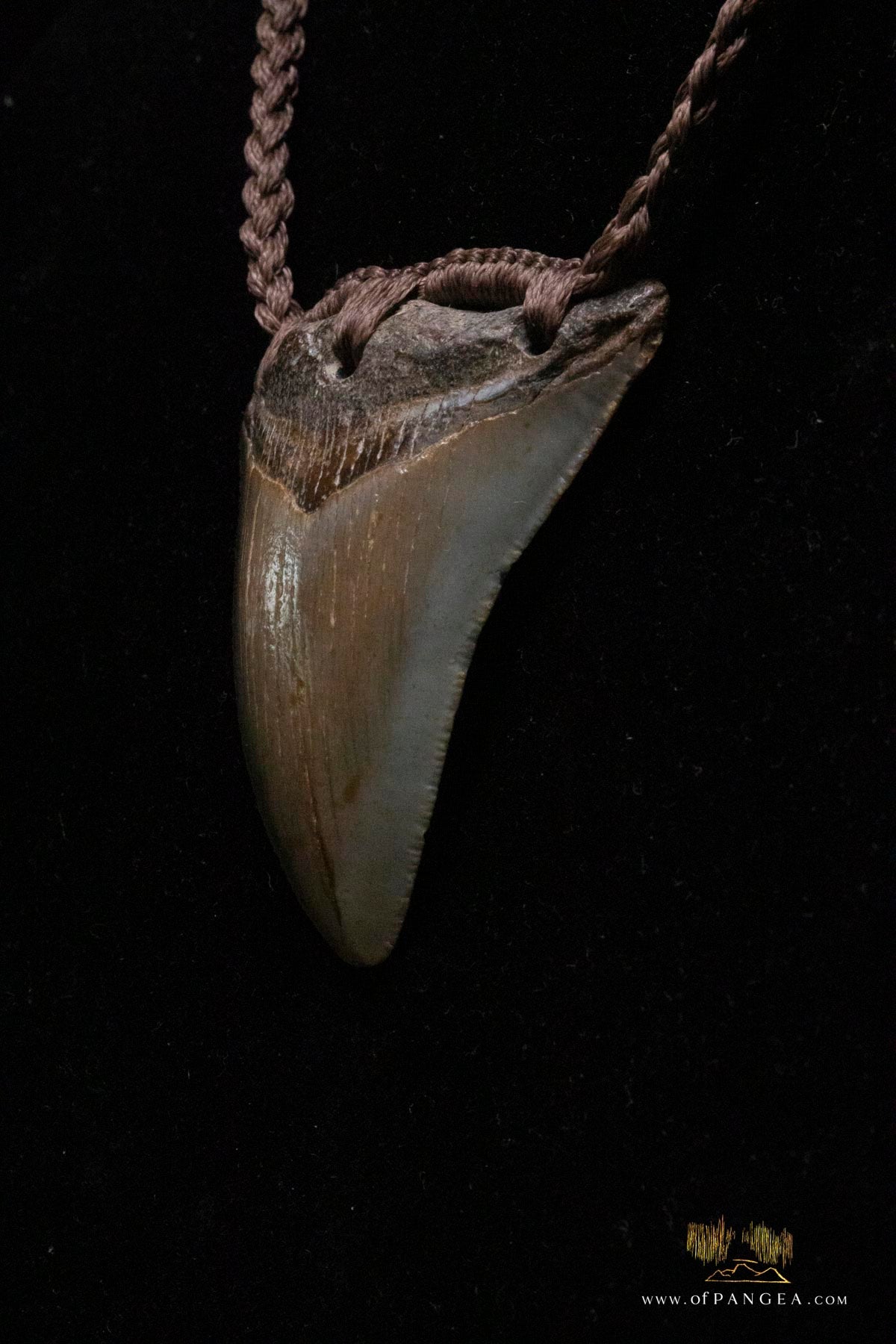 Megalodon Shark Tooth (extinct) Necklace - Waxed Cord and Jade Toggle || JF185