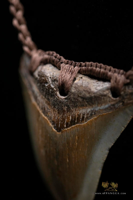 Megalodon Shark Tooth (extinct) Necklace - Waxed Cord and Jade Toggle || JF185