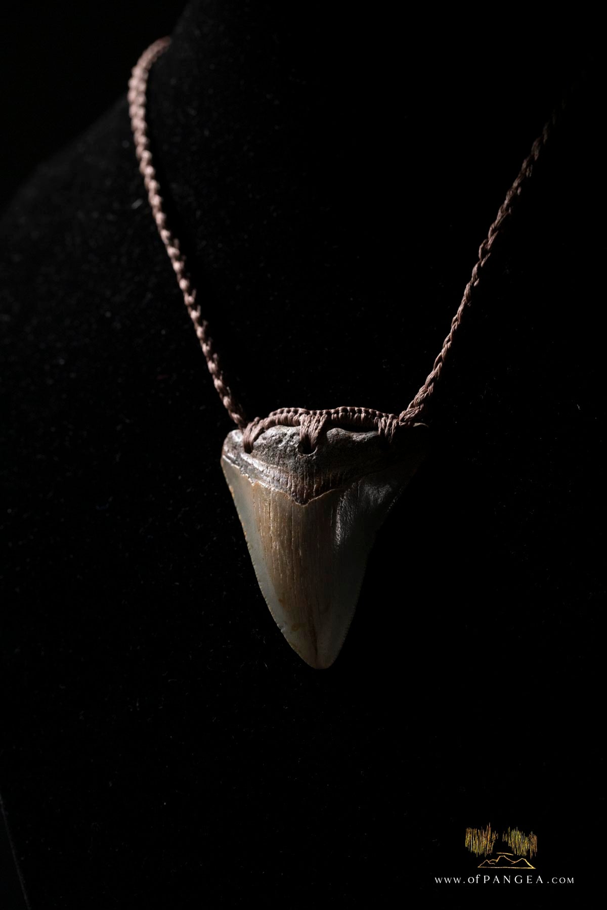 Megalodon Shark Tooth (extinct) Necklace - Waxed Cord and Jade Toggle || JF185