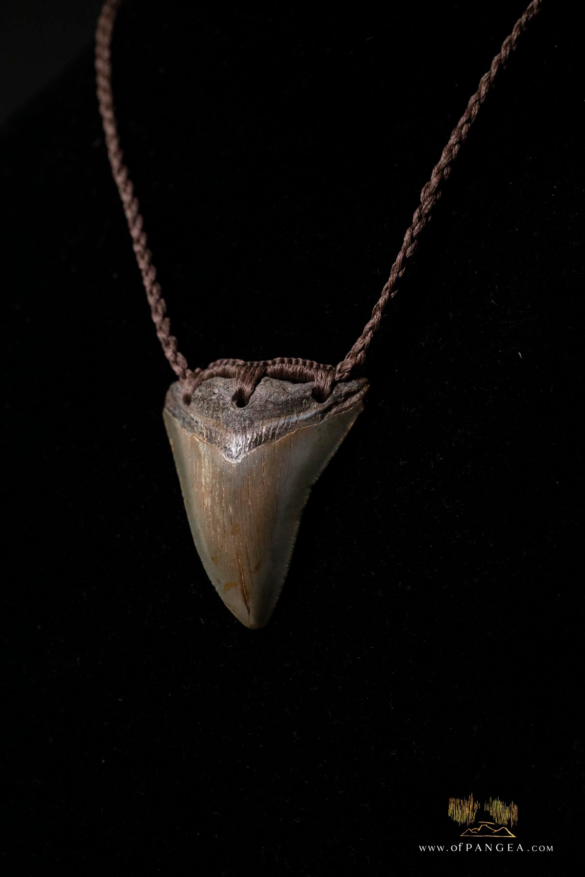 Megalodon Shark Tooth (extinct) Necklace - Waxed Cord and Jade Toggle || JF185