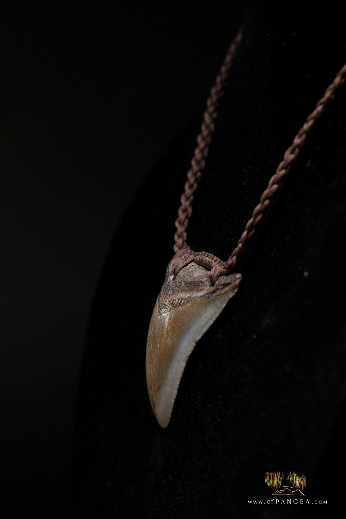 Megalodon Shark Tooth (extinct) Necklace - Waxed Cord and Jade Toggle || JF185
