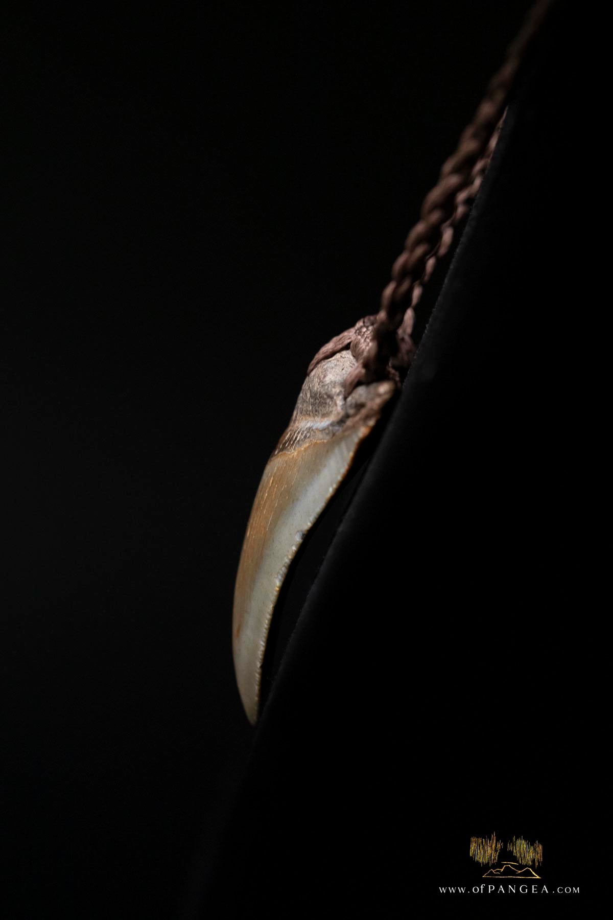 Megalodon Shark Tooth (extinct) Necklace - Waxed Cord and Jade Toggle || JF185