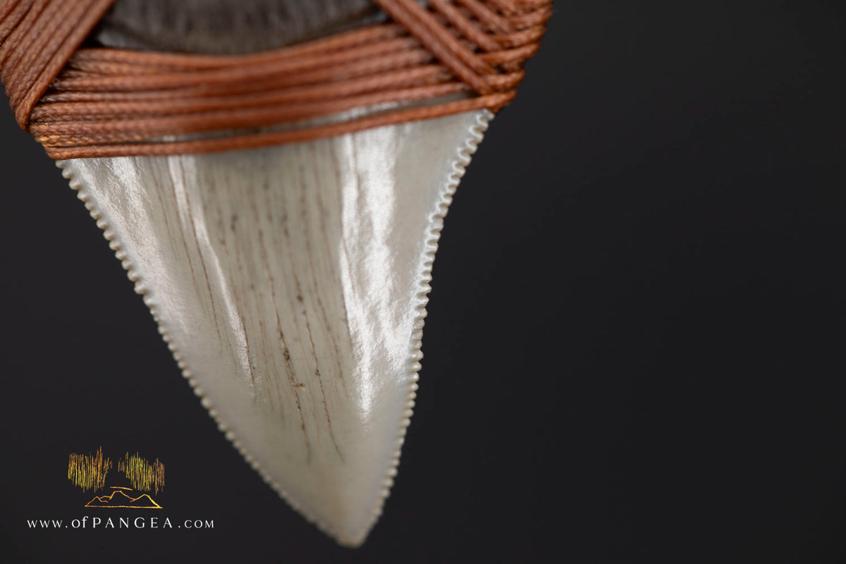 Megalodon Shark Fossilized Tooth (extinct) Necklace - Waxed Cord || JF1956