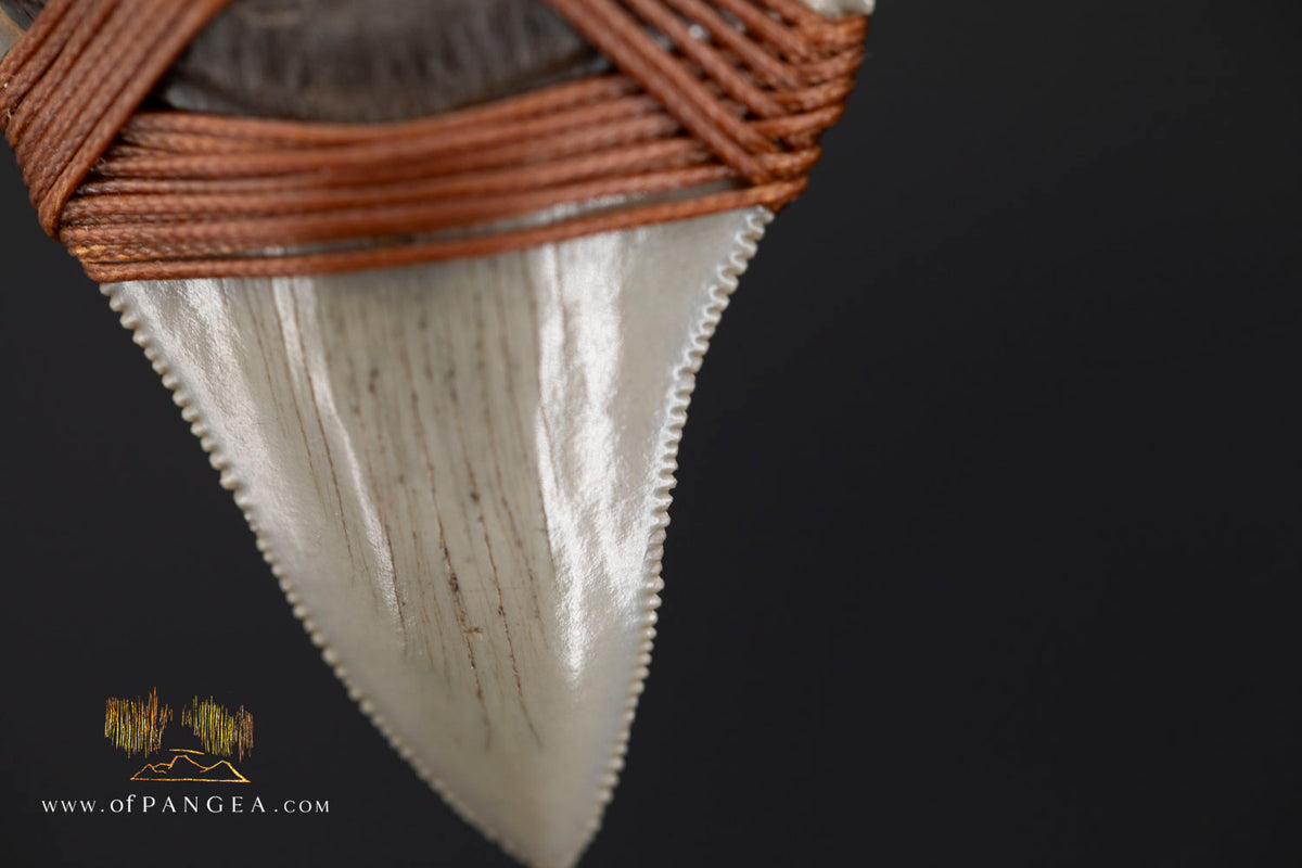Megalodon Shark Fossilized Tooth (extinct) Necklace - Waxed Cord || JF1956