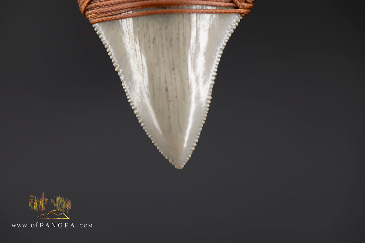 Megalodon Shark Fossilized Tooth (extinct) Necklace - Waxed Cord || JF1956