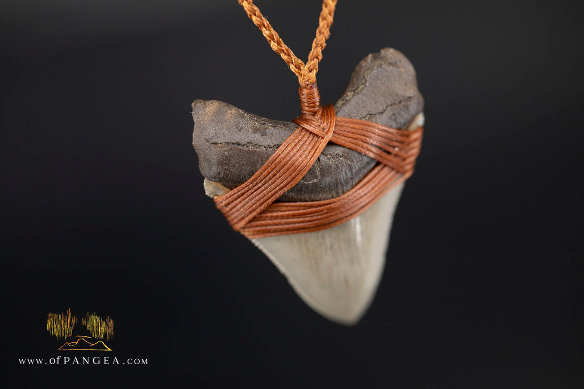 Megalodon Shark Fossilized Tooth (extinct) Necklace - Waxed Cord || JF1956