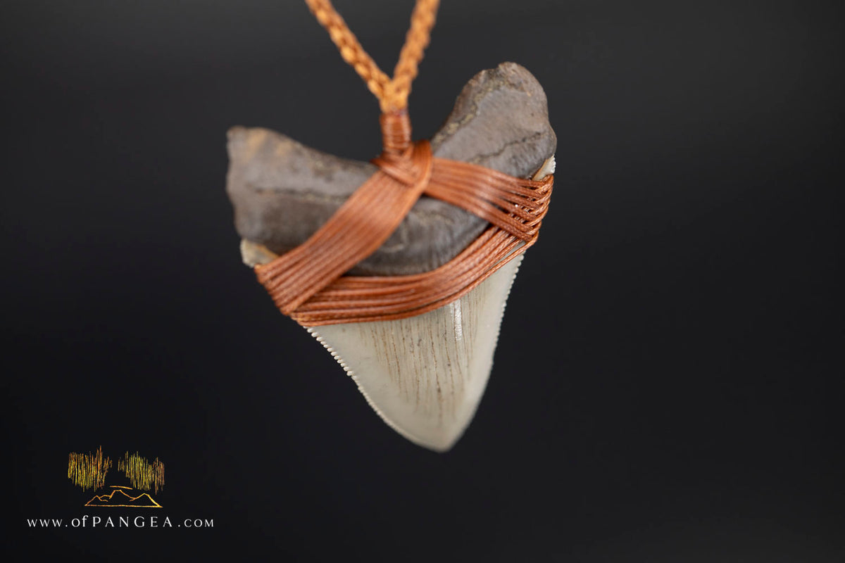 Megalodon Shark Fossilized Tooth (extinct) Necklace - Waxed Cord || JF1956