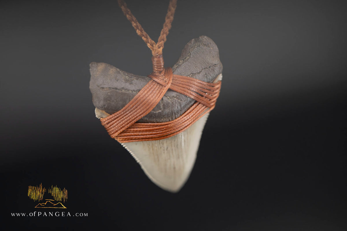 Megalodon Shark Fossilized Tooth (extinct) Necklace - Waxed Cord || JF1956