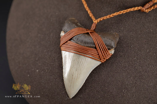 Megalodon Shark Fossilized Tooth (extinct) Necklace - Waxed Cord || JF1956