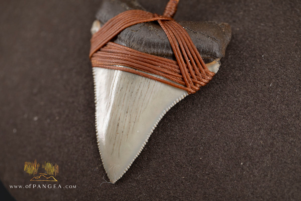 Megalodon Shark Fossilized Tooth (extinct) Necklace - Waxed Cord || JF1956