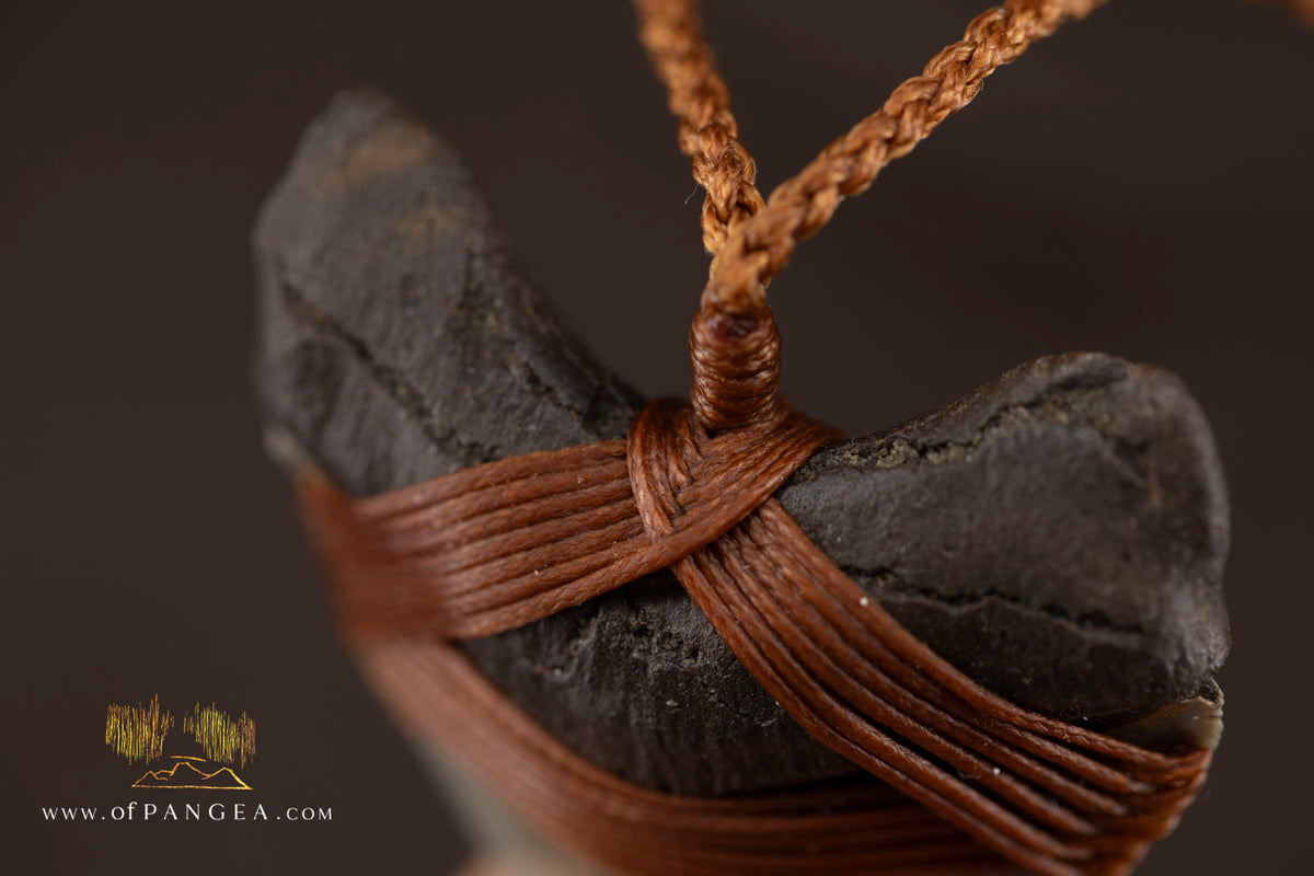 Megalodon Shark Fossilized Tooth (extinct) Necklace - Waxed Cord || JF1956