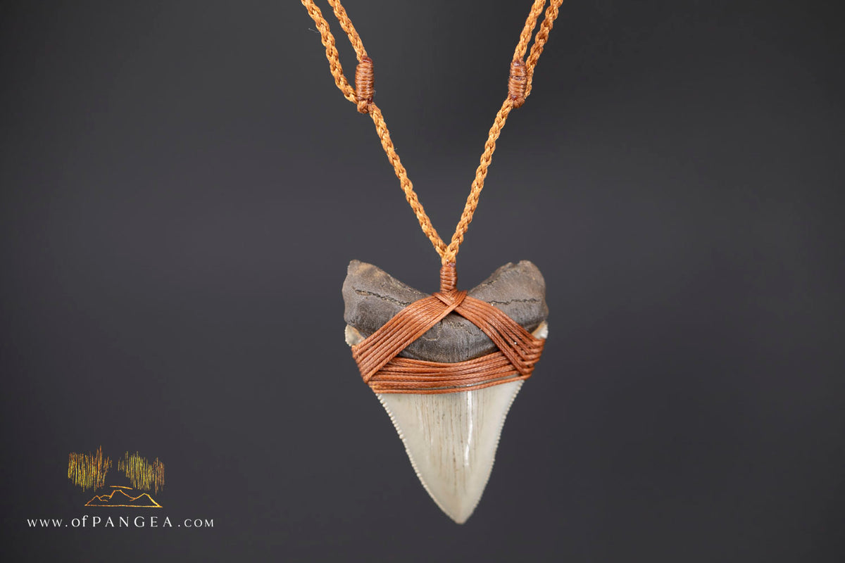 Megalodon Shark Fossilized Tooth (extinct) Necklace - Waxed Cord || JF1956