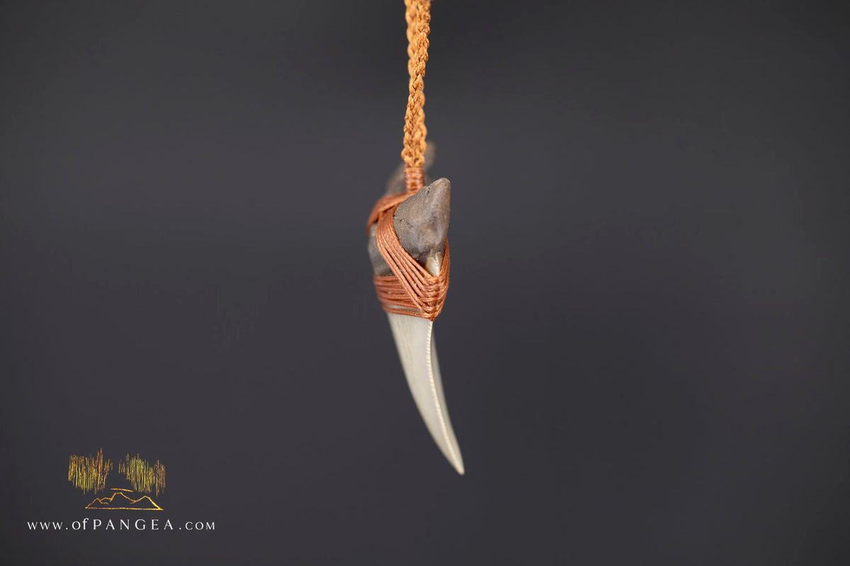 Megalodon Shark Fossilized Tooth (extinct) Necklace - Waxed Cord || JF1956