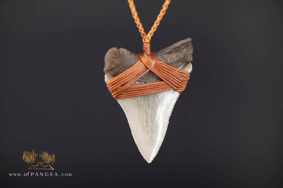 Megalodon Shark Fossilized Tooth (extinct) Necklace - Waxed Cord || JF1956