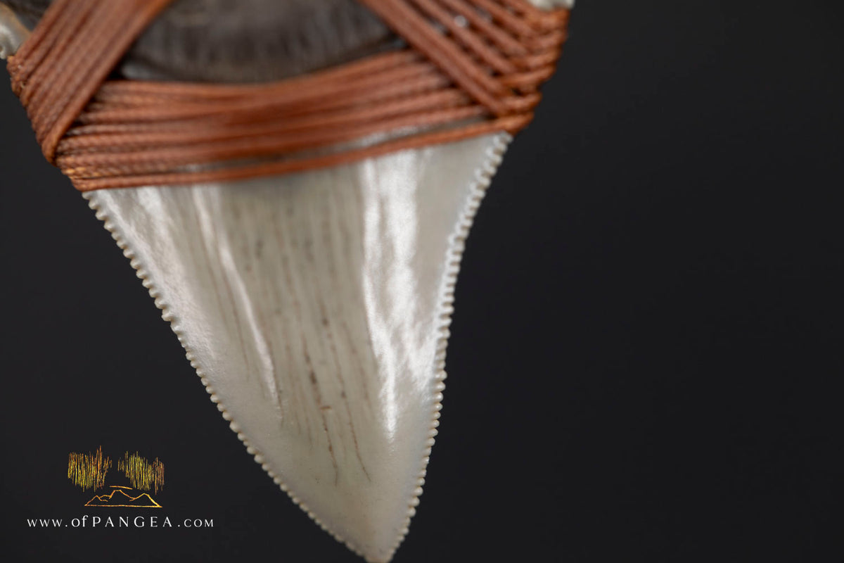 Megalodon Shark Fossilized Tooth (extinct) Necklace - Waxed Cord || JF1956