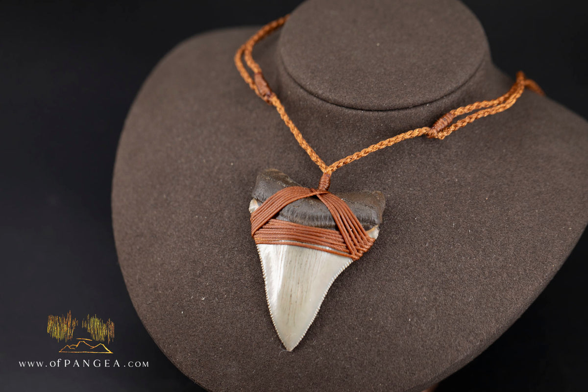 Megalodon Shark Fossilized Tooth (extinct) Necklace - Waxed Cord || JF1956