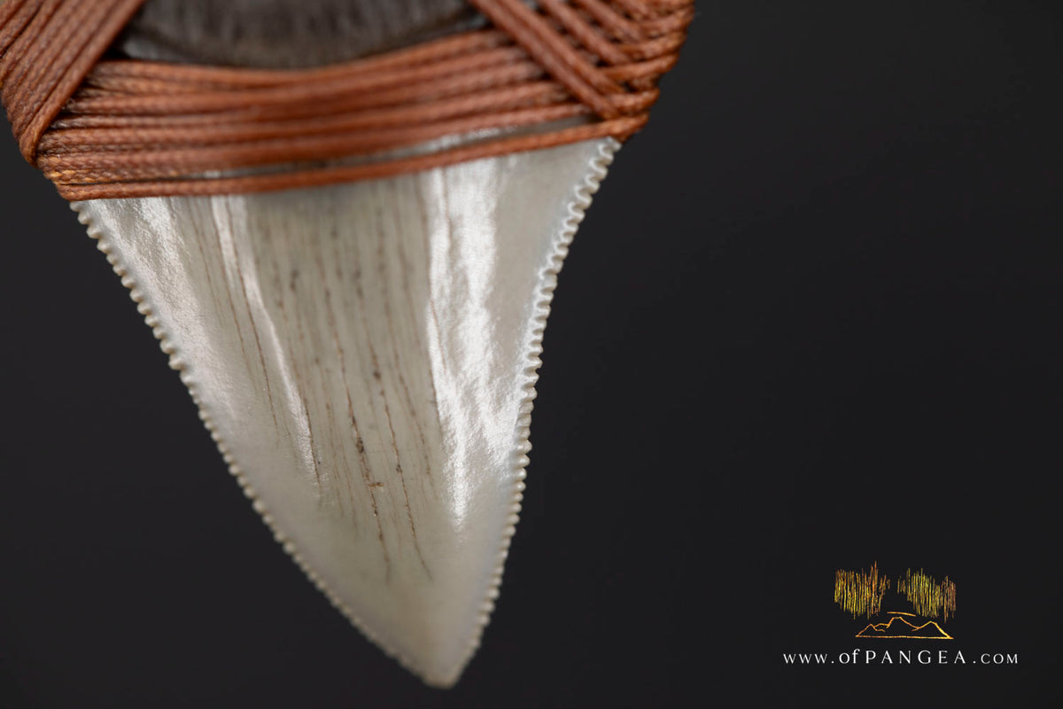 Megalodon Shark Fossilized Tooth (extinct) Necklace - Waxed Cord || JF1956