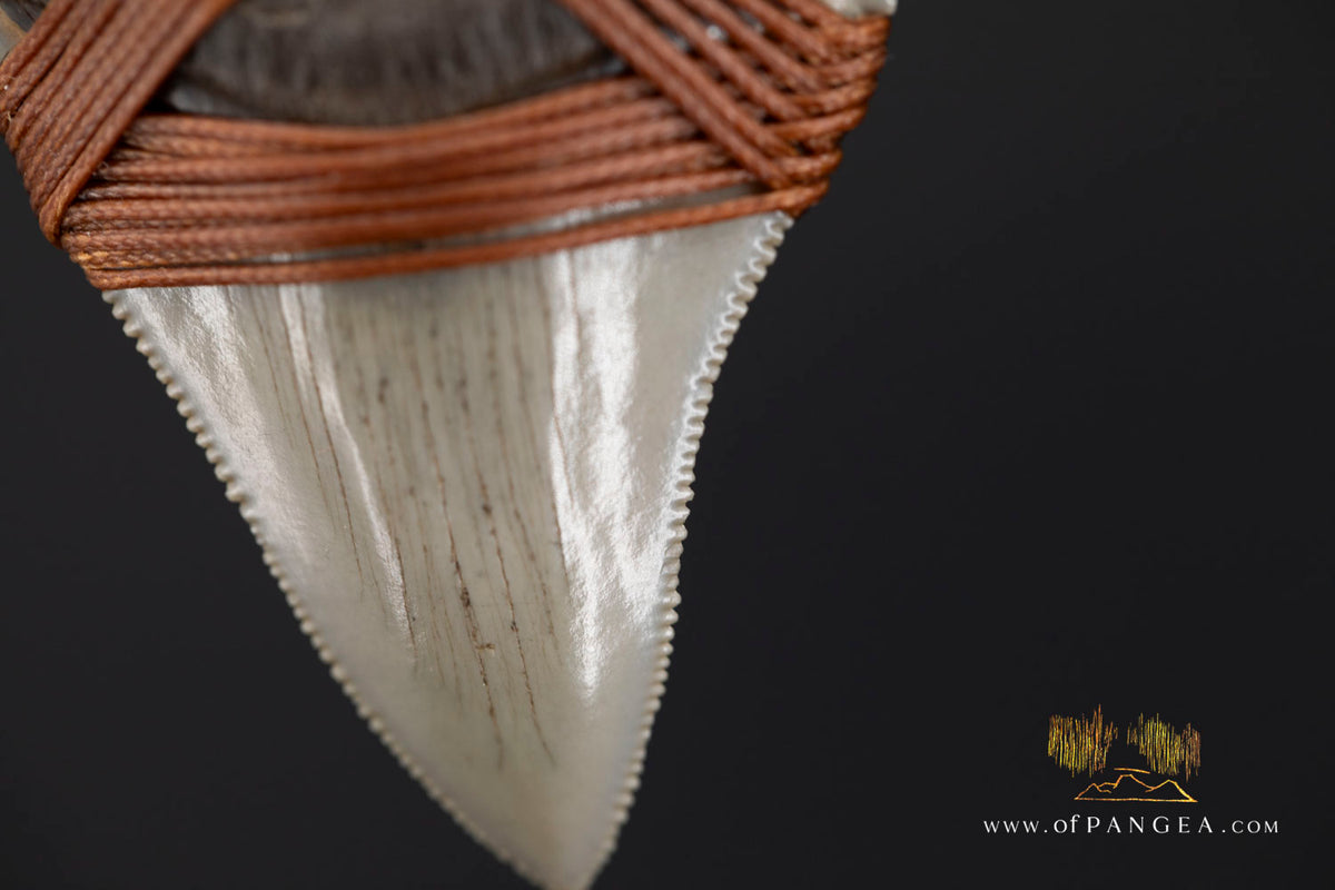 Megalodon Shark Fossilized Tooth (extinct) Necklace - Waxed Cord || JF1956
