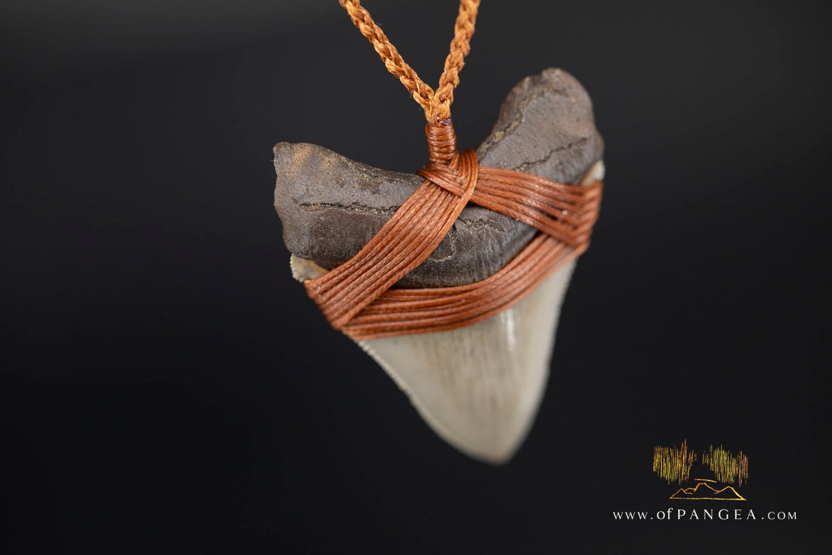 Megalodon Shark Fossilized Tooth (extinct) Necklace - Waxed Cord || JF1956