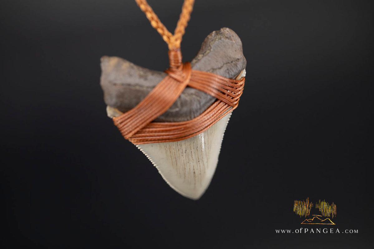 Megalodon Shark Fossilized Tooth (extinct) Necklace - Waxed Cord || JF1956
