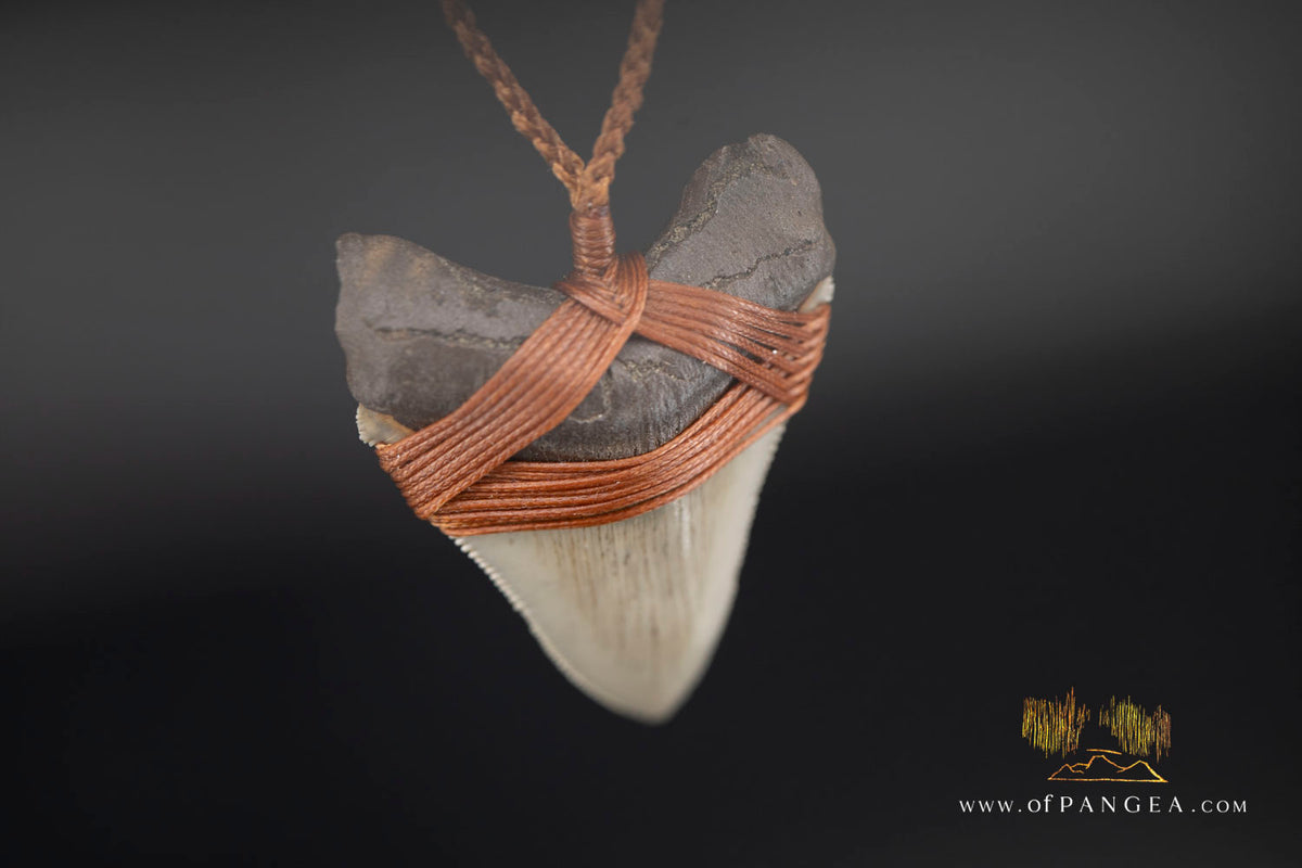 Megalodon Shark Fossilized Tooth (extinct) Necklace - Waxed Cord || JF1956