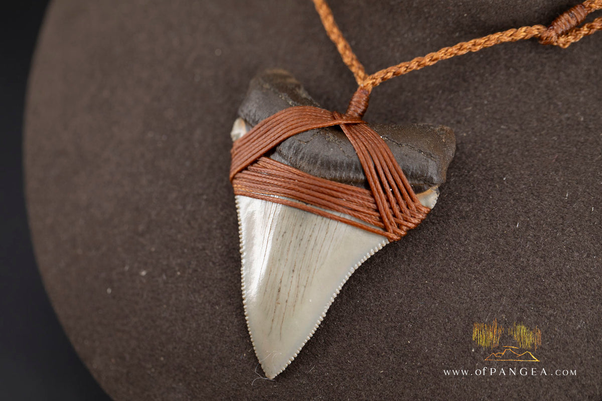 Megalodon Shark Fossilized Tooth (extinct) Necklace - Waxed Cord || JF1956