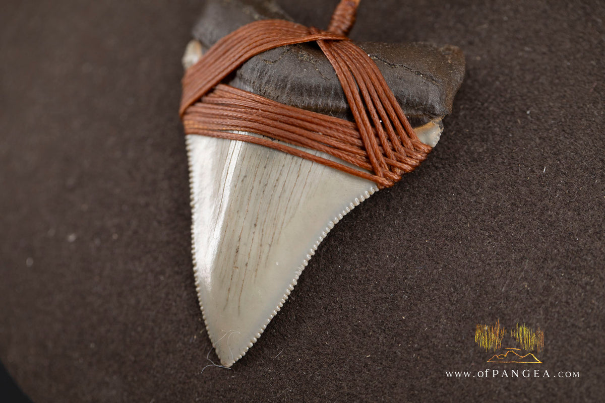 Megalodon Shark Fossilized Tooth (extinct) Necklace - Waxed Cord || JF1956