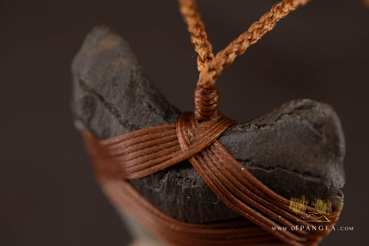 Megalodon Shark Fossilized Tooth (extinct) Necklace - Waxed Cord || JF1956