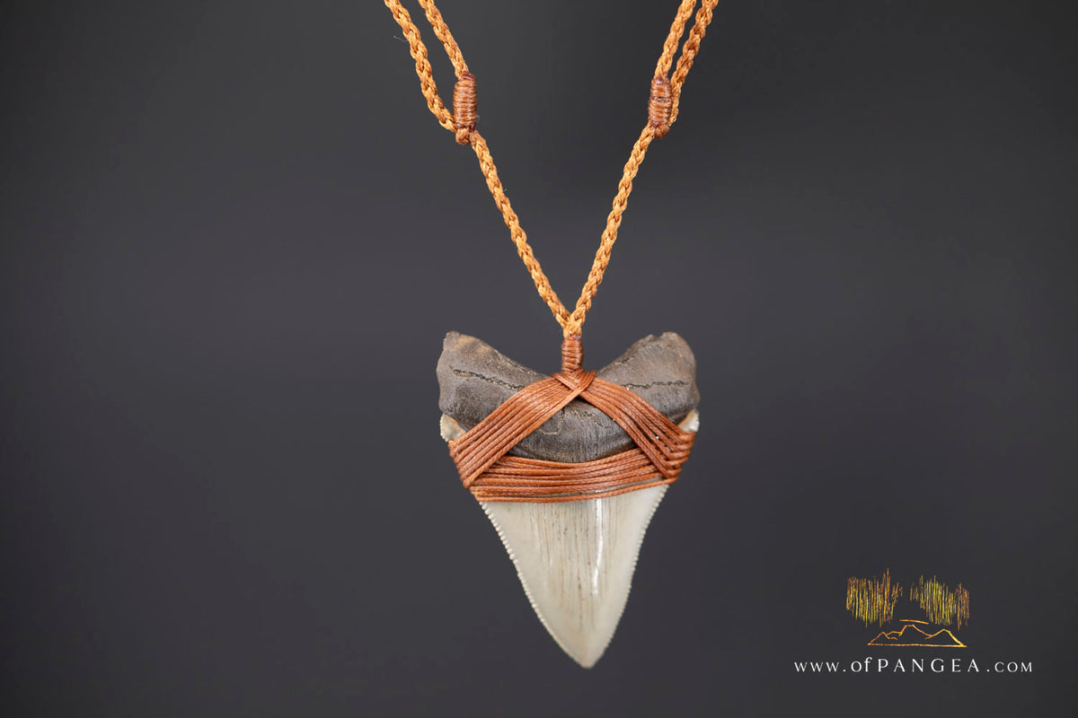 Megalodon Shark Fossilized Tooth (extinct) Necklace - Waxed Cord || JF1956