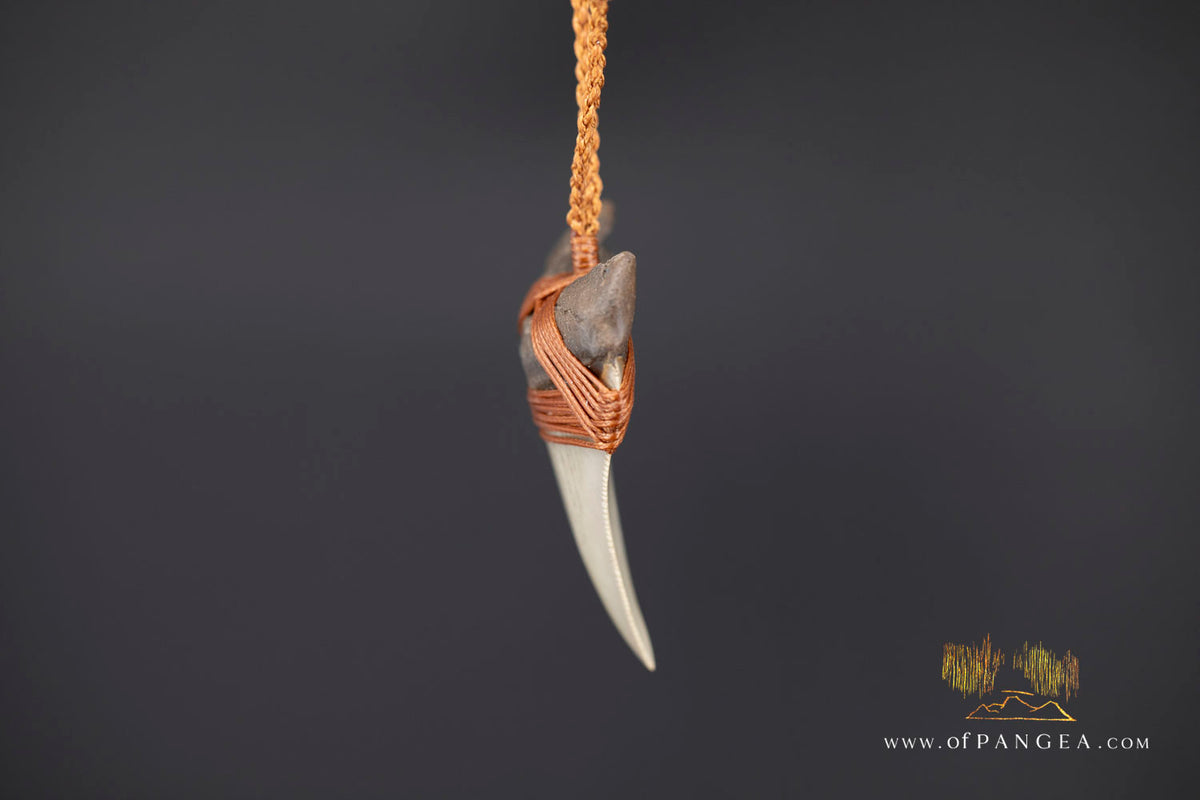 Megalodon Shark Fossilized Tooth (extinct) Necklace - Waxed Cord || JF1956