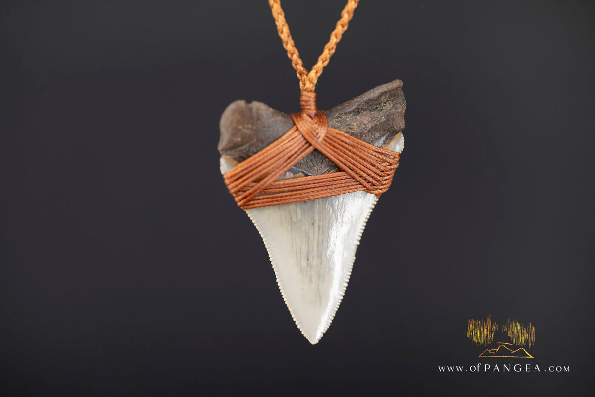 Megalodon Shark Fossilized Tooth (extinct) Necklace - Waxed Cord || JF1956