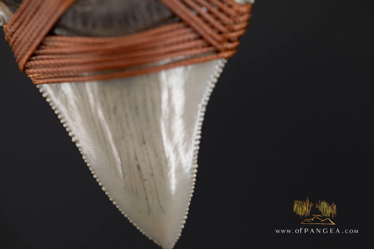 Megalodon Shark Fossilized Tooth (extinct) Necklace - Waxed Cord || JF1956