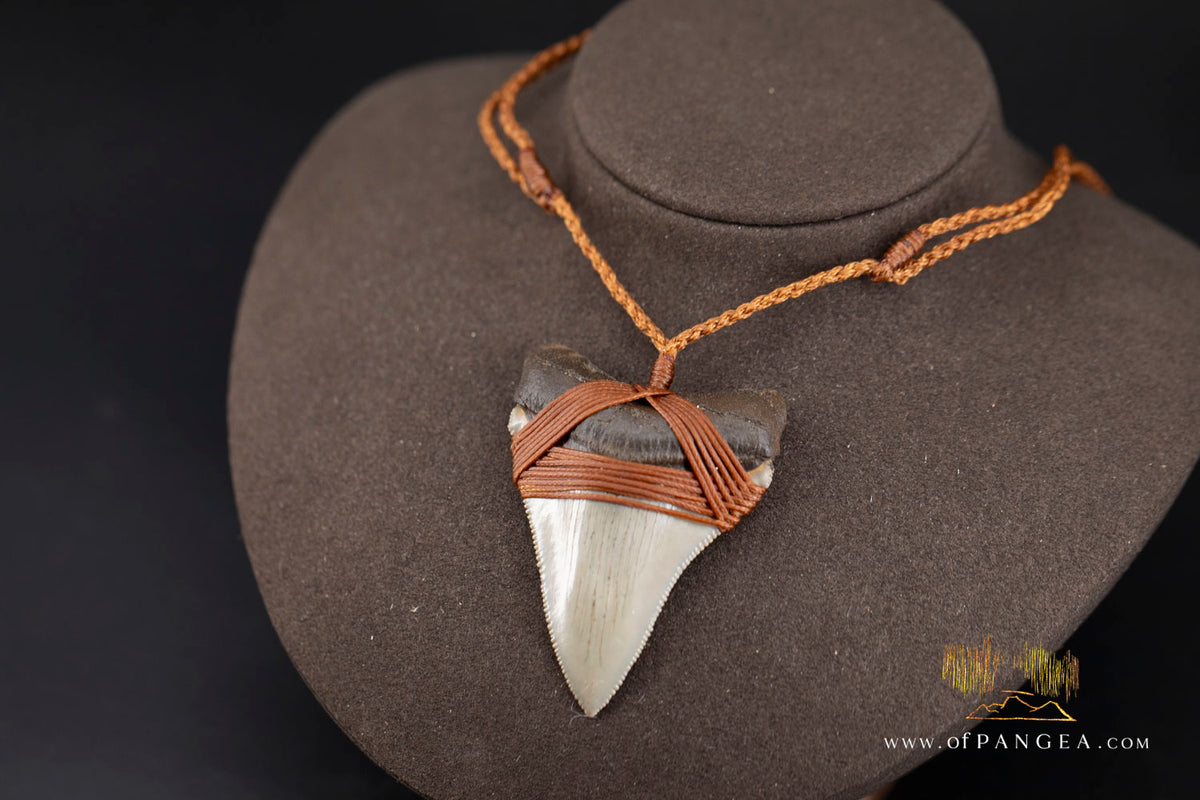 Megalodon Shark Fossilized Tooth (extinct) Necklace - Waxed Cord || JF1956