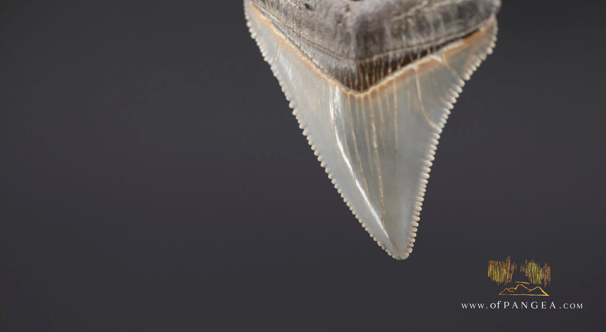 Megalodon Shark Fossilized Tooth (extinct) Necklace - Waxed Cord || JF1975
