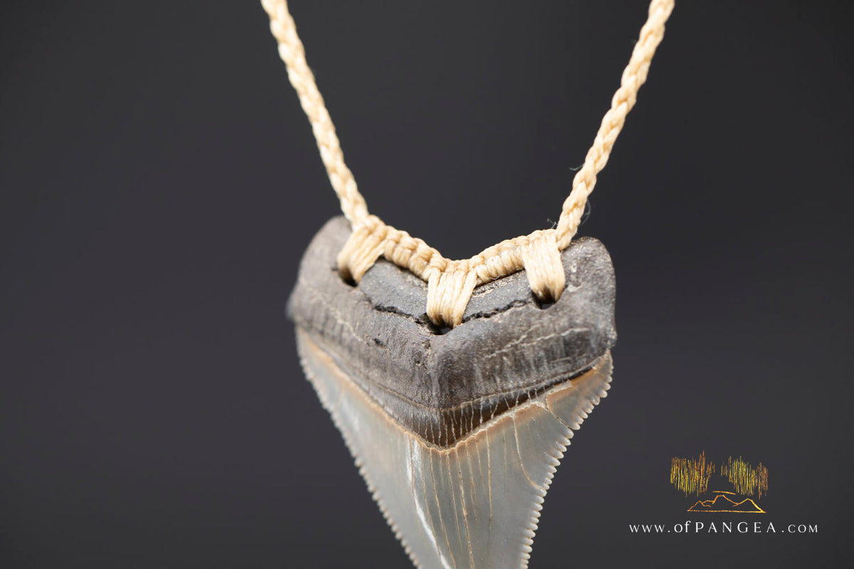 Megalodon Shark Fossilized Tooth (extinct) Necklace - Waxed Cord || JF1975