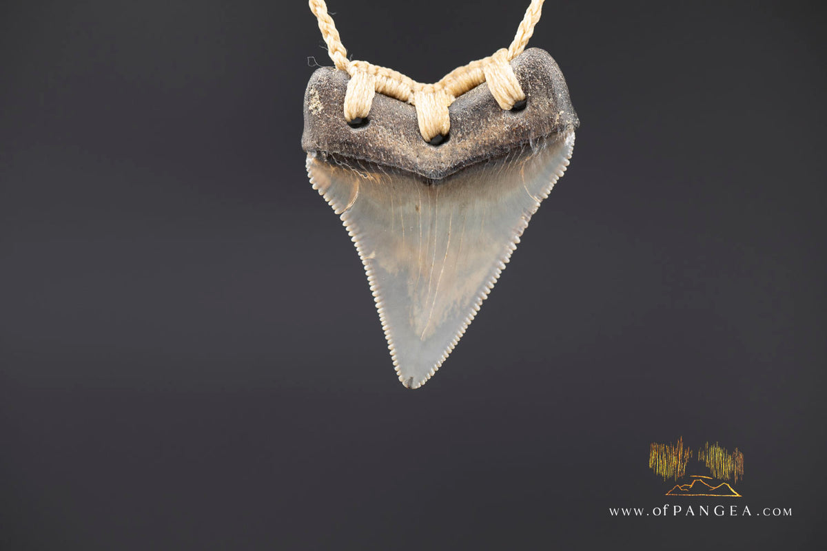 Megalodon Shark Fossilized Tooth (extinct) Necklace - Waxed Cord || JF1975