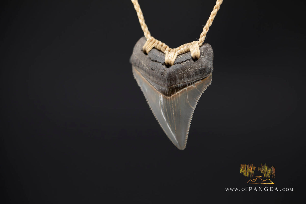 Megalodon Shark Fossilized Tooth (extinct) Necklace - Waxed Cord || JF1975