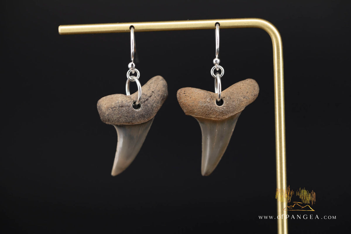 Fossilized Mako Shark Tooth Earings || JF1984