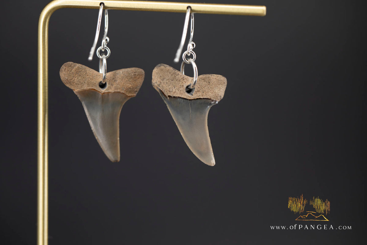 Fossilized Mako Shark Tooth Earings || JF1984