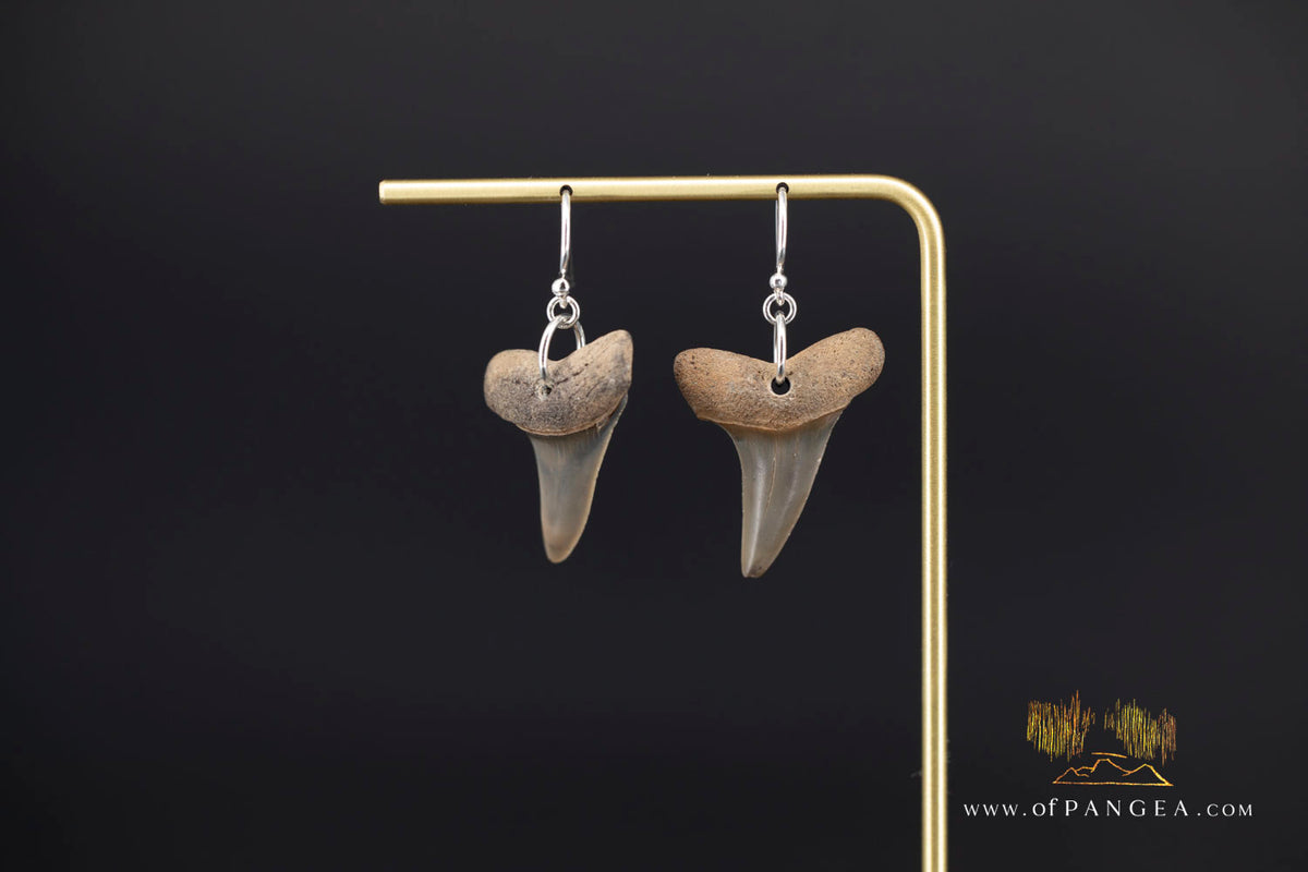 Fossilized Mako Shark Tooth Earings || JF1984