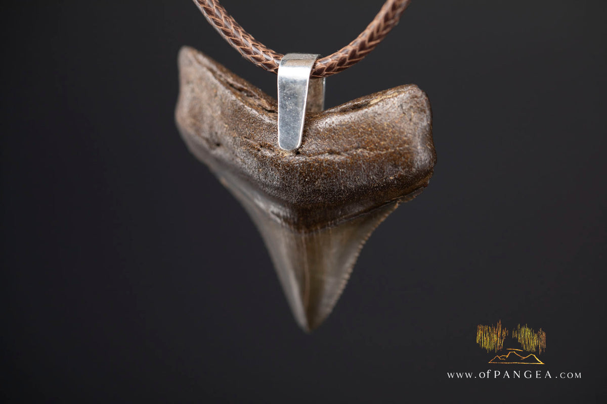 Megalodon Shark Fossilized Tooth (extinct) Necklace - Waxed Cord || JF2088