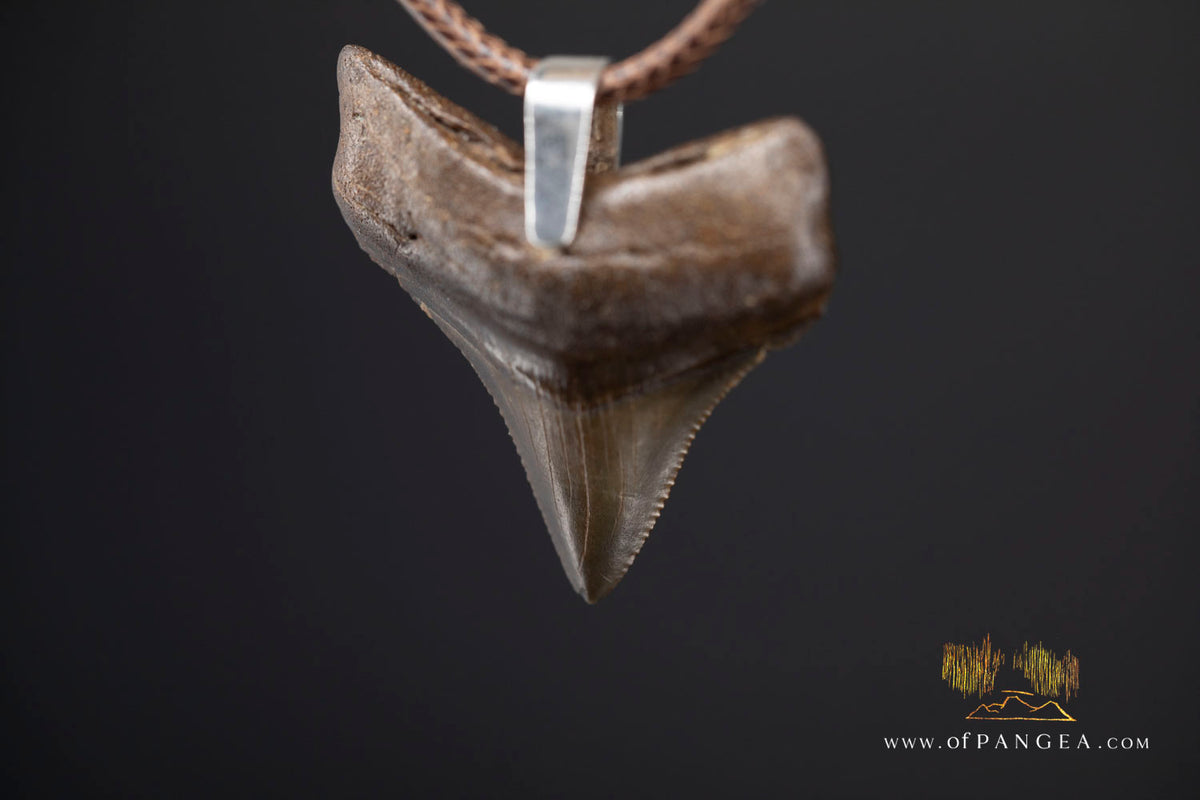 Megalodon Shark Fossilized Tooth (extinct) Necklace - Waxed Cord || JF2088