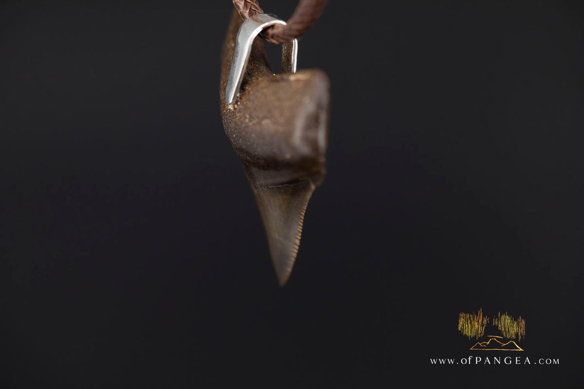 Megalodon Shark Fossilized Tooth (extinct) Necklace - Waxed Cord || JF2088
