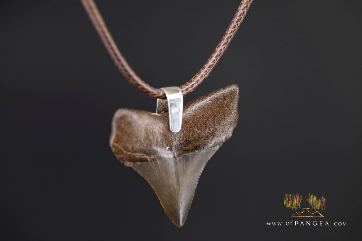 Megalodon Shark Fossilized Tooth (extinct) Necklace - Waxed Cord || JF2088