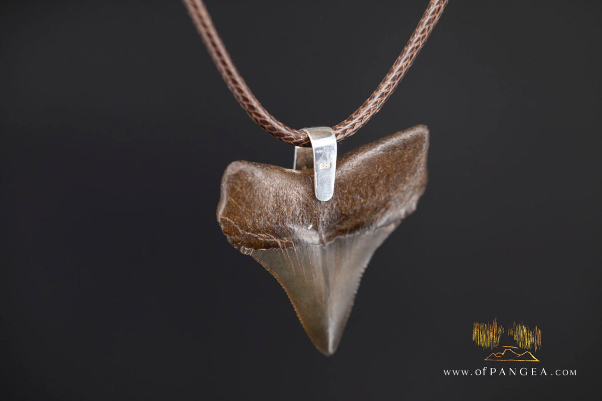 Megalodon Shark Fossilized Tooth (extinct) Necklace - Waxed Cord || JF2088