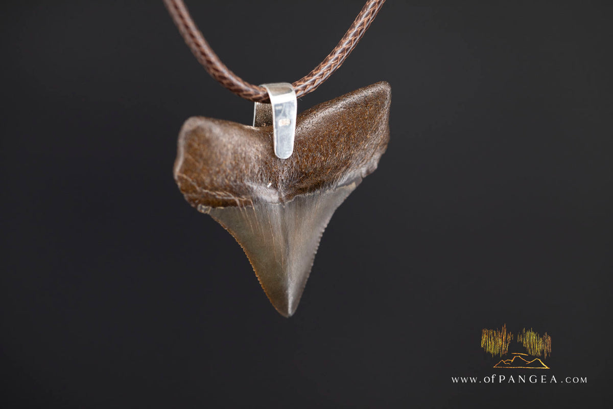 Megalodon Shark Fossilized Tooth (extinct) Necklace - Waxed Cord || JF2088